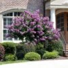 Catawba Crape Myrtle Tree -Garden Plants Catawba Crape Myrtle FGT 600x600 66b50869 8d4b 4805 a639 1cb85f8da0d9