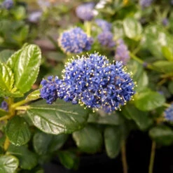 Yankee Point California Lilac 8 Yankee Point California Lilac -Garden Plants Ceanothus Yankee Point 1