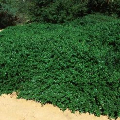 Yankee Point California Lilac 9 Yankee Point California Lilac -Garden Plants Ceanothus Yankee Point 5