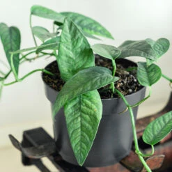 Cebu Blue Pothos -Garden Plants Cebu Blue Pothos 1