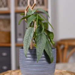 Cebu Blue Pothos -Garden Plants Cebu Blue Pothos 3