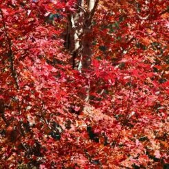 Celebration Maple Tree -Garden Plants Celebration Maple 2 FGT