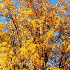 Chandler Walnut Tree -Garden Plants Chandler Walnut 1