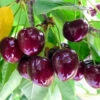 Chelan Cherry Tree -Garden Plants Chelan Cherry FGT 600x600 8ed39dcf a247 42da 8378 1f92dcf80e46