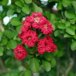 Cherokee Crape Myrtle -Garden Plants Cherokee Crape Myrtle Closeup D1 450