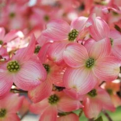 Cherokee Brave Dogwood -Garden Plants Cherokee Brave Dogwood 3 FGT