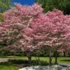 Cherokee Brave Dogwood -Garden Plants Cherokee Brave FGT 600x600 525a5b63 796d 4ef4 bca9 ef17be803532