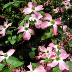 Cherokee Chief Dogwood -Garden Plants Cherokee Chief Dogwood 2 FGT