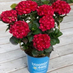 Cherry-Go-Round™ Hydrangea -Garden Plants Cherry Go Round Hydrangea 1