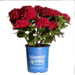 Cherry-Go-Round™ Hydrangea -Garden Plants Cherry Go Round Hydrangea 3
