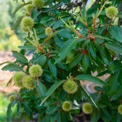 Chinese Chestnut Tree -Garden Plants Chinese Chestnut 2 FGT