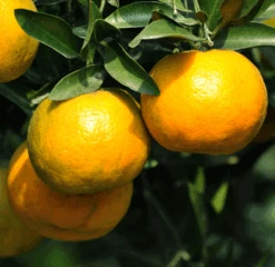 Chinotto Sour Orange Tree -Garden Plants Chinotto Sour Orange Tree 450 D1