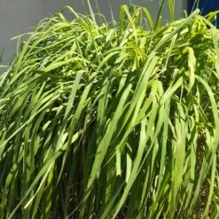 Citronella Grass (Cymbopogon Nardus) -Garden Plants Citronella GRass 4 FGT