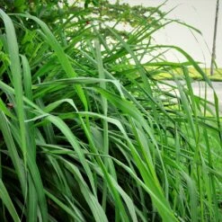 Citronella Grass (Cymbopogon Nardus) -Garden Plants Citronella GRass 5