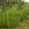 Citronella Grass (Cymbopogon Nardus) 1 Citronella Grass (Cymbopogon Nardus) -Garden Plants Citronella GRass FGT 600x600 b10313b7 b834 4295 9524 780e9024abec