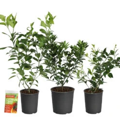 All-in-One Citrus Starter Kit 7 All-in-One Citrus Starter Kit -Garden Plants Citrus Starter Kit 2