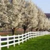 Cleveland Pear Tree -Garden Plants Cleveland Pear 600x600 FGT