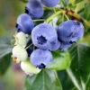 Climax Blueberry -Garden Plants Climax Blueberry 600x600 7714f4df f6bc 419c 8100 ff1766e63362