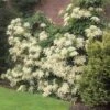 Climbing Hydrangea -Garden Plants Climbing Hydrangea FGT 600x600 f1eb8ef2 7501 4766 a119 851e48bff6a7