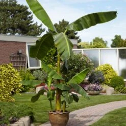 Cold Hardy Banana Tree 13 Cold Hardy Banana Tree -Garden Plants Cold Hardy Banana Tree 1