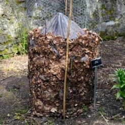 Cold Hardy Banana Tree 15 Cold Hardy Banana Tree -Garden Plants Cold Hardy Banana Tree FGT 3