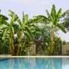 Cold Hardy Banana Tree -Garden Plants Cold Hardy Banana Tree FGT 600x600 2d27ad16 d574 4d6a 8669 7a29af9ca83c