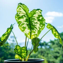 Colocasia 'Hilo Beauty' -Garden Plants Colocasia Hilo beauty 1