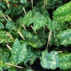 Colocasia 'Hilo Beauty' -Garden Plants Colocasia Hilo beauty 2