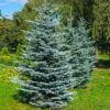 Colorado Blue Spruce Tree 1 Colorado Blue Spruce Tree -Garden Plants Colorado BLue Spruce 600x600 FGT