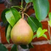 Comice Pear Tree 2 Comice Pear Tree -Garden Plants Comice Pear FGT 600x600 60b83431 5172 4869 a985 6d5b77fbab58