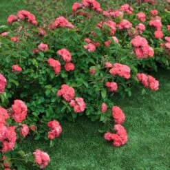 Coral Drift® Rose -Garden Plants Coral Drift Rose 2 FGT