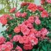 Coral Drift® Rose -Garden Plants Coral Drift Rose FGT 600x600 7aa61bda abb9 40dd 8f10 9dd3d5869106