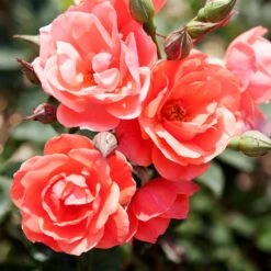 Coral Knock Out® Rose Shrub -Garden Plants Coral Knockout Rose 1 FGT