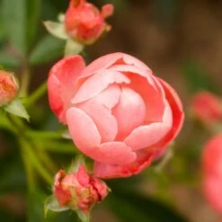 Coral Knock Out® Rose Shrub -Garden Plants Coral Knockout Rose 2 FGT