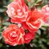 Coral Knock Out® Rose Shrub -Garden Plants Coral Knockout Rose FGT 600x600 648fed75 c4bc 4987 93a6 de7b93aadabc