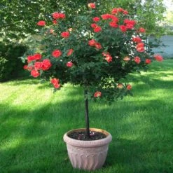 Coral Knock Out® Rose Tree 6 Coral Knock Out® Rose Tree -Garden Plants Coral Knockout Rose Tree