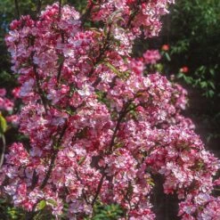 Coralburst® Crabapple 7 Coralburst® Crabapple -Garden Plants Coralbust Crabapple 1