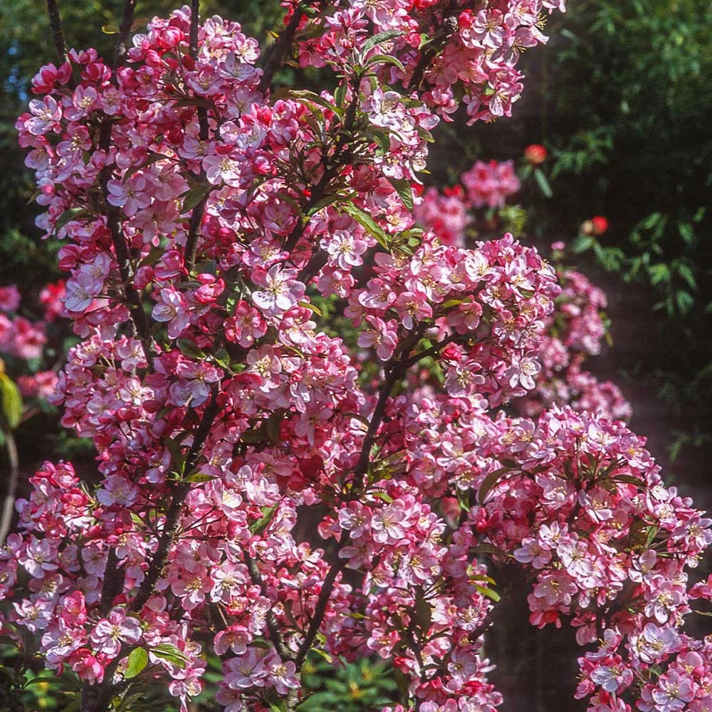 Coralburst® Crabapple 5 Coralburst® Crabapple - Image 3