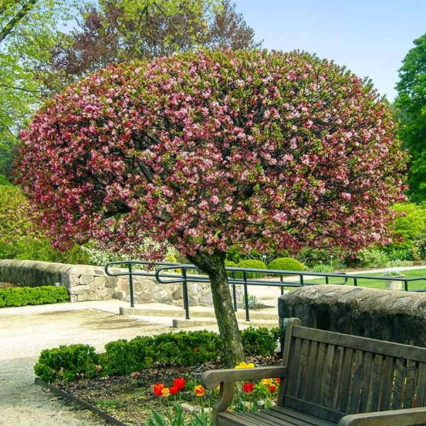 Coralburst® Crabapple 3 Coralburst® Crabapple