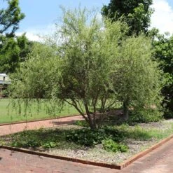 Corkscrew Willow Tree 10 Corkscrew Willow Tree -Garden Plants Corkscrew Willow 1