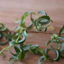 Corkscrew Willow Tree 12 Corkscrew Willow Tree -Garden Plants Corkscrew Willow 2