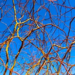 Corkscrew Willow Tree 13 Corkscrew Willow Tree -Garden Plants Corkscrew Willow 6