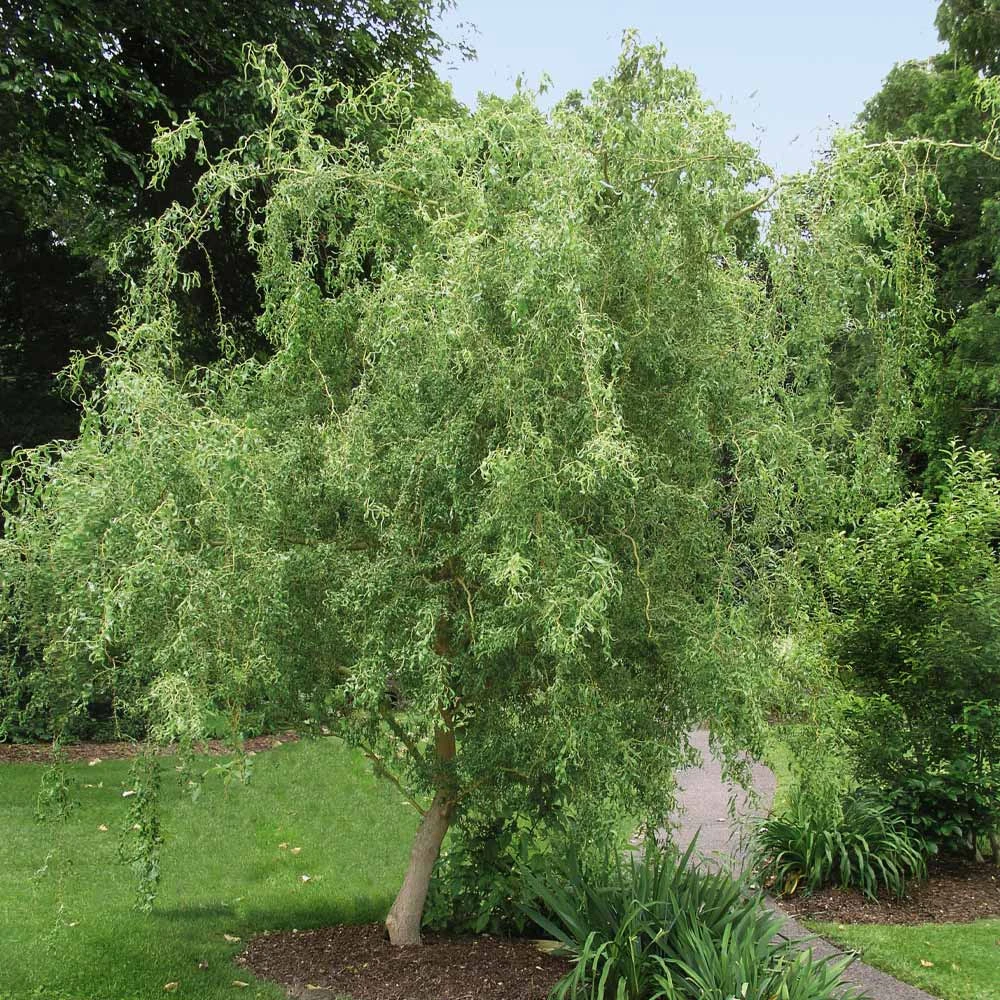 Corkscrew Willow Tree 4 Corkscrew Willow Tree - Image 2