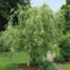 Corkscrew Willow Tree -Garden Plants Corkscrew Willow FGT 600x600 98e00d96 a189 43b0 87e6 dd2ecee62aac