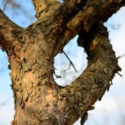 Cornelian Cherry Dogwood Tree -Garden Plants Cornelian Cherry Dogwood