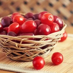 Cornelian Cherry Dogwood Tree -Garden Plants Cornelian Cherry Dogwood 1 FGT