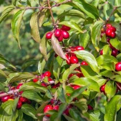 Cornelian Cherry Dogwood Tree -Garden Plants Cornelian Cherry Dogwood 2 FGT