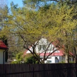 Cornelian Cherry Dogwood Tree -Garden Plants Cornelian Cherry Dogwood 4 FGT