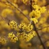 Cornelian Cherry Dogwood Tree -Garden Plants Cornelian Cherry Dogwood FGT 600x600 6b996199 182b 46aa b9c0 de82f26a48b7