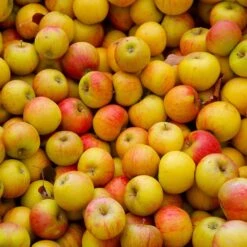 Cox's Orange Pippin Apple Tree -Garden Plants Coxs Orange Pippen 2